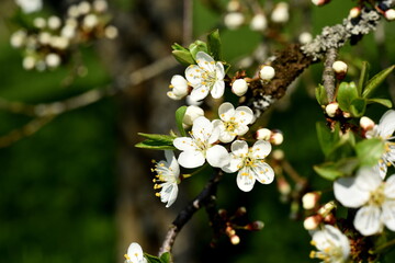 White flowers of the cherry blossoms on a spring day in the garden