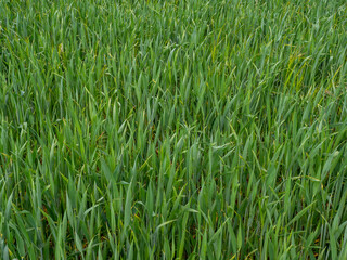 green wheat field, spring wheat field