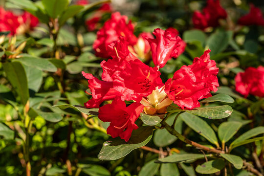 Red rhododendron blooming in bright sunny spring day. Blood red rhododendron flowers. Close up photo of stunning red rhododendron. 