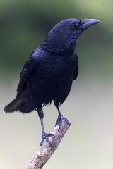 Corneille noire Corvus corone perchée en viue rapprochée