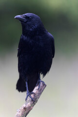 Corneille noire Corvus corone perchée en viue rapprochée