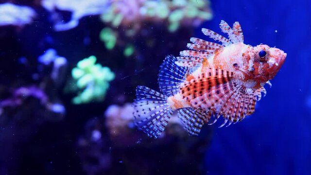 Close up shot of Red lionfish in a beautiful underwater Aquarium