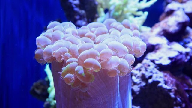 Close up shot of bubble coral in a beautiful underwater Aquarium