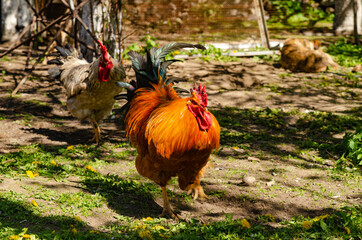 A domestic rooster walks in the yard of a house in the village