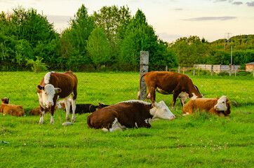 domestic animals cows graze in the meadow and eat juicy grass