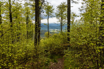 Long mountain trail in forest in Walbrzych Mountains at cloudy day