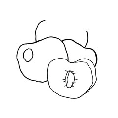 Cherry. Fruit illustration for farm market menu, recipe, summer menu, invitations, posters, stickers and seasonal design. Isolated on white background. 