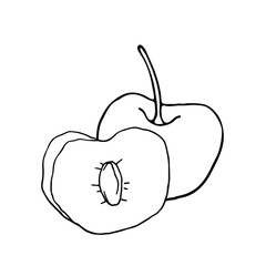 Cherry. Fruit illustration for farm market menu, recipe, summer menu, invitations, posters, stickers and seasonal design. Isolated on white background. 