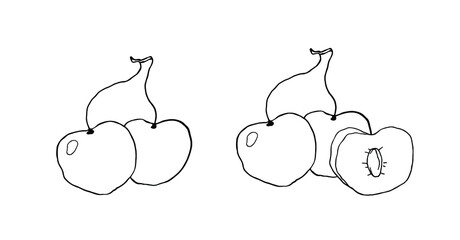 Cherry. Fruit illustration for farm market menu, recipe, summer menu, invitations, posters, stickers and seasonal design. Isolated on white background. 