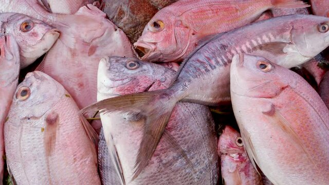 Closeup of freshly caught dentex gibbosus fish at the fish market in Essaouira, Morocco. Background food footage.