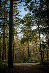 Naklejka premium Moody forest trail in the Kemeri National Park near Jurmala, Latvia