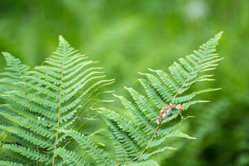 green leaves of ferns against the background of green nature © Paulina