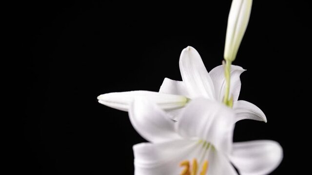 giglio bianco in primo piano
