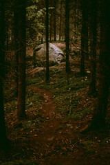 Fototapeta premium Huge rock in the mysterious Pokaini Forest near Dobele, Latvia during cloudy autumn day