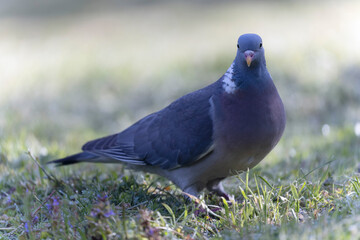 Pigeon ramier Columba palumbus en vue rapprochée