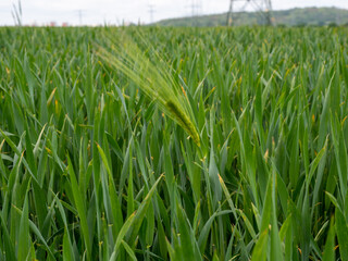 young green ear of wheat