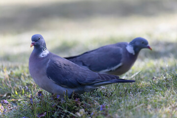 Pigeon ramier Columba palumbus en vue rapprochée
