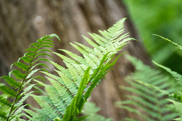 green leaves of ferns against the background of green nature © Paulina