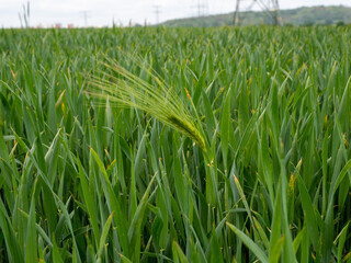 young green ear of wheat