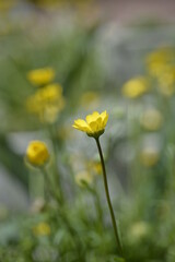 Obraz premium 黄色の花