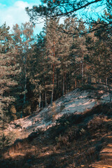 Lush forest by the White Dune in Purciems in Latvia