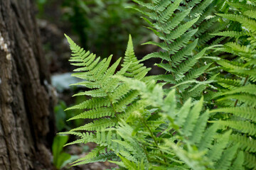 green leaves of ferns against the background of green nature © Paulina