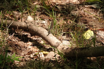 Obraz premium 幸運をもたらす神様トンボ