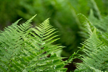 green leaves of ferns against the background of green nature © Paulina