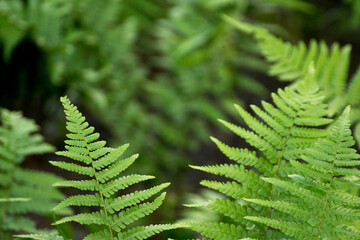 green leaves of ferns against the background of green nature © Paulina