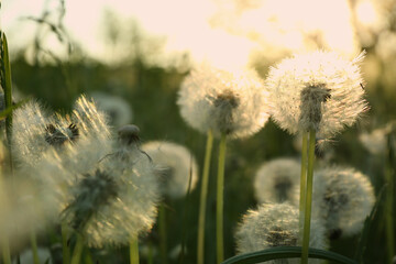 Beautiful fluffy dandelions growing outdoors on sunny day. Meadow flowers