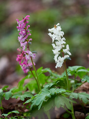 Hohle Lerchensporn, Corydalis cava, Hohlknolliger Lerchensporn