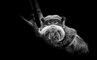 Emperor Tamarin - Saguinus imperator - black and white