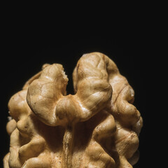 comme un lobe