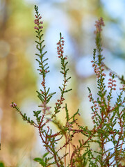 Besenheide, Calluna vulgaris