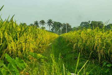 Yellow and green paddy field landscape, also called rice paddy