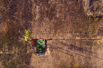 A little green plant growing in the crack of the rock wall background.