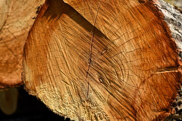 Cross section of tree trunk, sawn wood. Cross sectional cut end of log showing the pattern and texture created by the growth rings. Wooden structure - obrazy, fototapety, plakaty