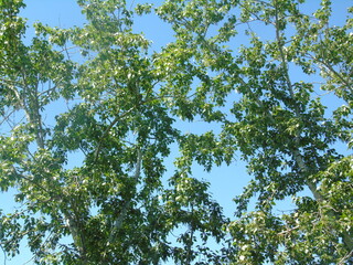 branches of a tree