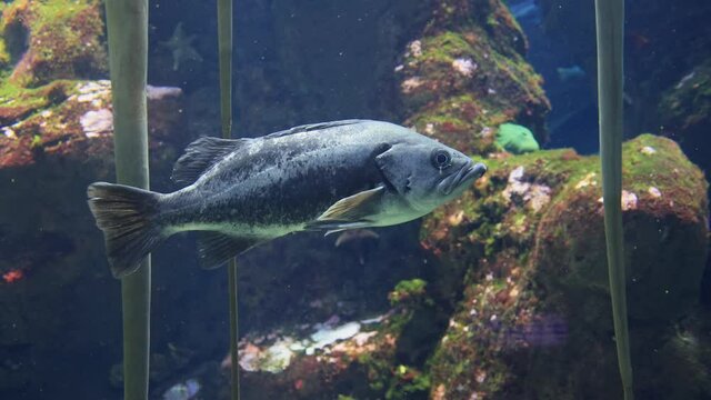 Close up shot of Blue rockfish in a beautiful underwater Aquarium