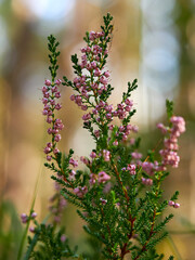 Obraz premium Besenheide, Calluna vulgaris