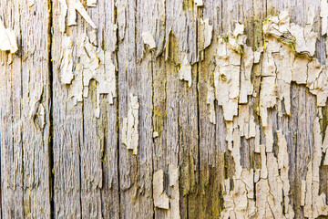 Old wooden wall with cracked paint, close up view