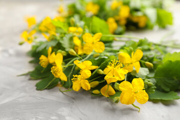 Celandine with beautiful yellow flowers on grey table, closeup