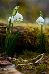 Märzenbecher, Frühlings-Knotenblume, Leucojum vernum