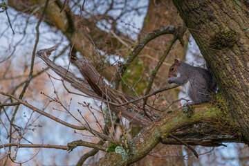 Small grey swuirrel eating cookie on a tree branch