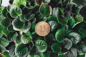 metal bitcoin on green leaves. The photo symbolizes the environmental agenda of the development of cryptocurrency mining technologies. In the future, the cryptocurrency will switch to renewable energy