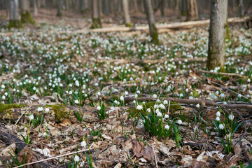 Märzenbecher, Frühlings-Knotenblume, Leucojum vernum
