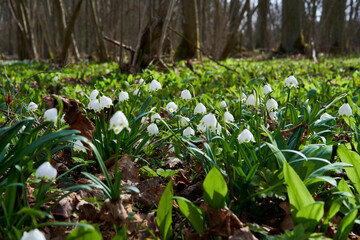 Märzenbecher, Frühlings-Knotenblume, Leucojum vernum