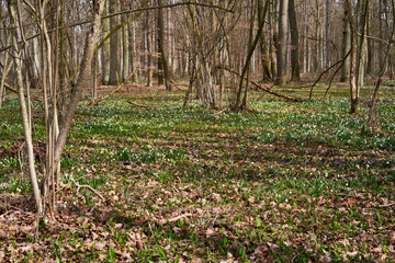 M&auml;rzenbecher, Fr&uuml;hlings-Knotenblume, Leucojum vernum