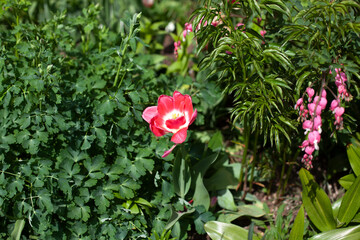 Flowers in the flowerbed. Garden plant.