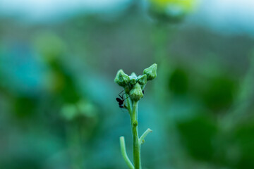 Lots of Ridge Gourd or Jinge flowers in one branch and delicious food